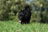 SCHIPPERKE 716